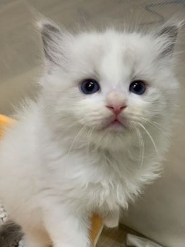 ラグドール【神奈川県・男の子・2021年4月17日・ブルーポイントバイカラー】の写真「可愛い男の子、チャンピオンベビー」