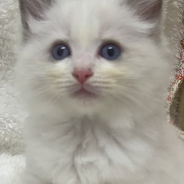 ラグドール【神奈川県・男の子・2023年8月3日・ブルーポイントバイカラー】の写真「可愛い男の子、チャンピオンベビー」