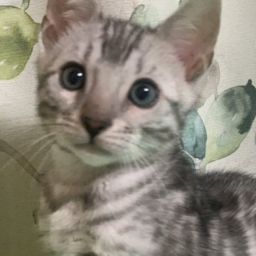ベンガル【神奈川県・男の子・2023年12月22日・ブラックシルバースポテッドタビー(ロゼット)】の写真「可愛い男の子、チャンピオンベビー」