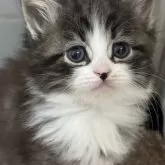 サイベリアン【神奈川県・男の子・2024年3月17日・ブラック&ホワイト】の写真1