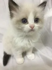 ラグドール【神奈川県・男の子・2021年3月6日・シールポイントバイカラー】の写真1「4/19撮影」