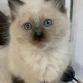 サイベリアン【神奈川県・男の子・2022年11月21日・シールリンクスポイント&ホワイト】の写真1