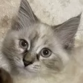 サイベリアン【神奈川県・女の子・2024年7月26日・シールトーティーリンクスポイント】の写真1「食欲も旺盛で人に触られるのが大好きな子です」