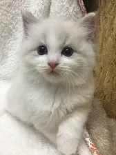 ラグドール【神奈川県・男の子・2022年4月24日・ブルーリンクスポイントバイカラー】の写真1「6/10撮影」