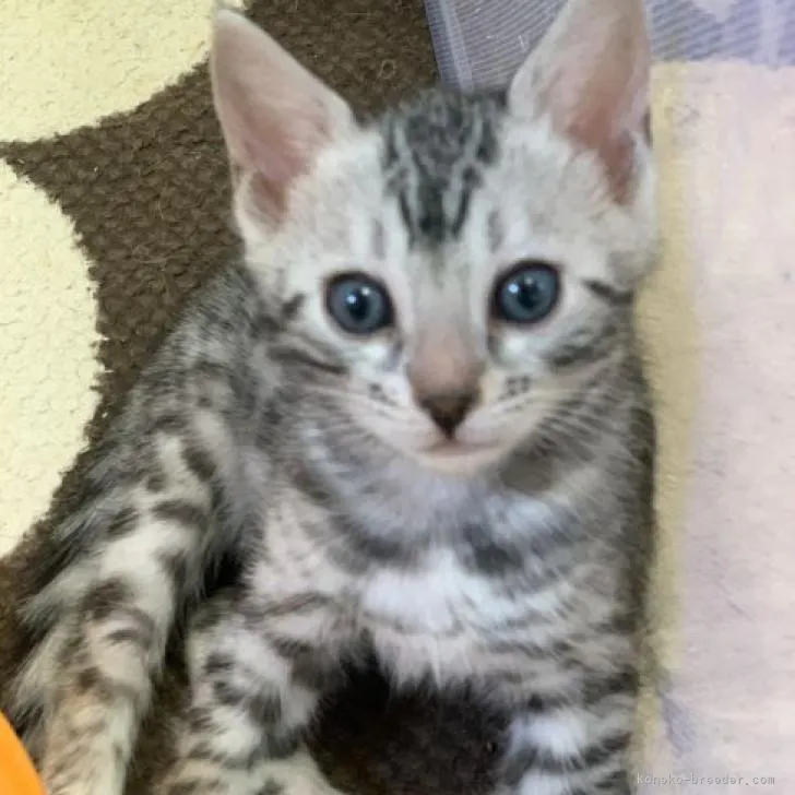 ID:2212-01180の子猫