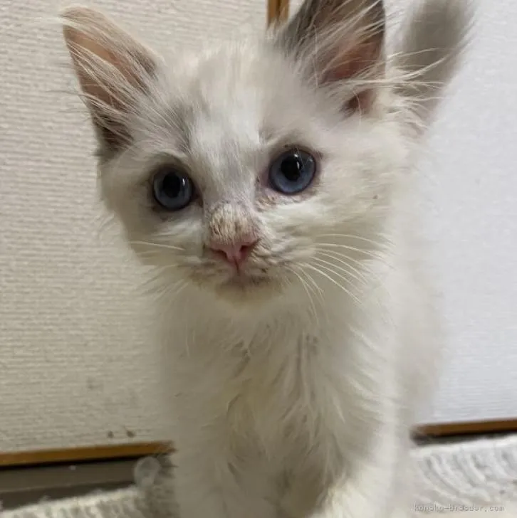 ID：2206-00031の子猫