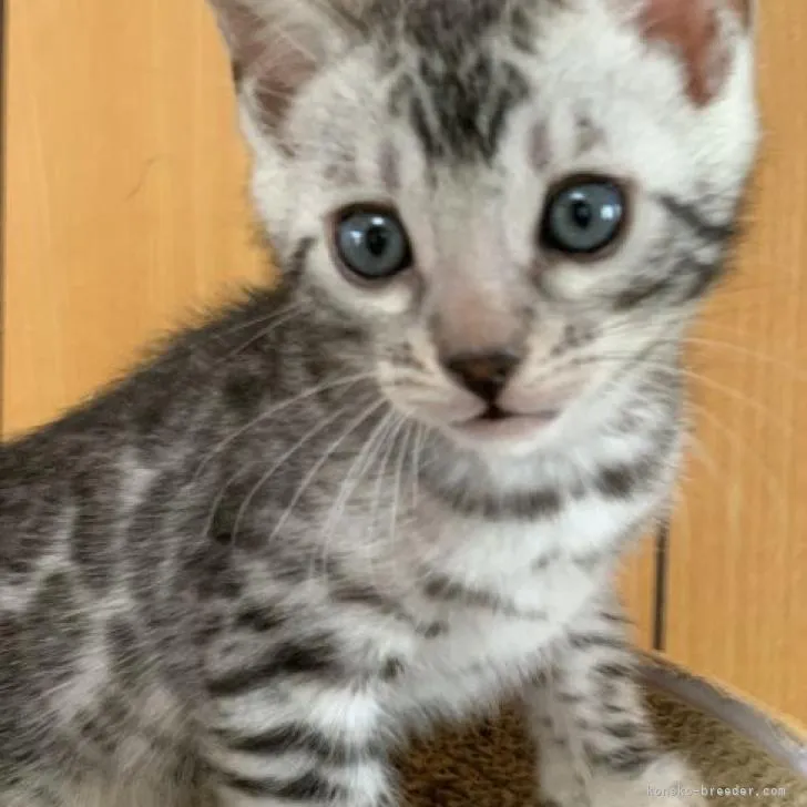 ID:2212-01181の子猫