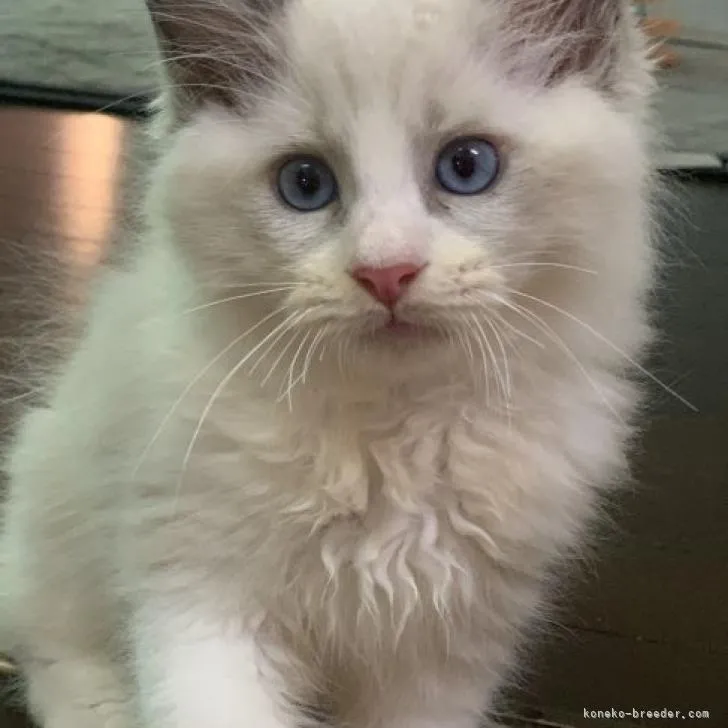 ID:2211-01466の子猫