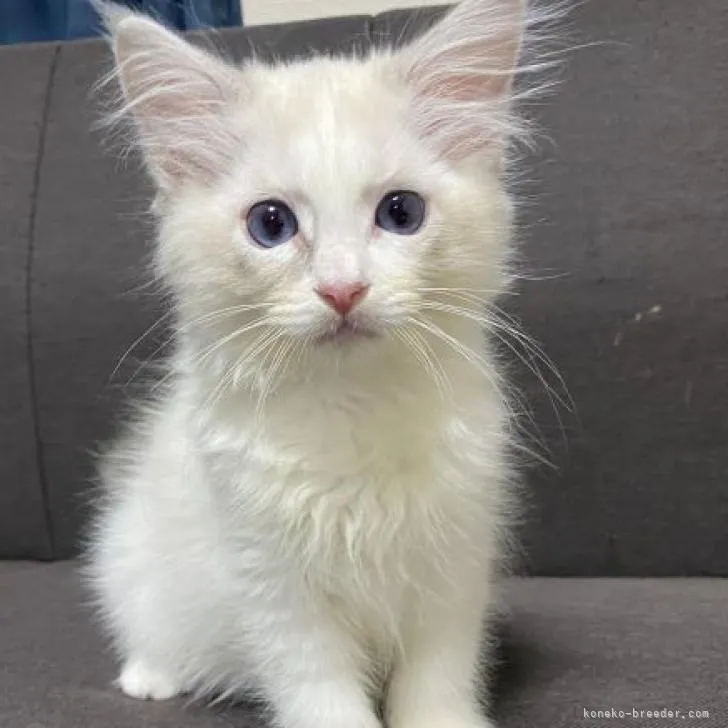 ID：2207-01400の子猫