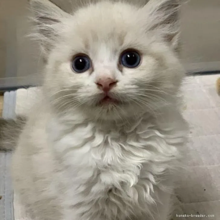 ID:2210-02481の子猫