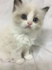 ラグドール【神奈川県・男の子・2021年3月6日・シールポイントバイカラー】の写真2