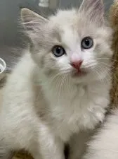 ラグドール【神奈川県・男の子・2021年4月6日・シールリンクスポイントバイカラー】の写真3「6/10撮影」