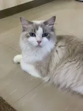 ラグドール【神奈川県・男の子・2021年4月6日・シールリンクスポイントバイカラー】の写真5「ママです。ブルーリンクスポイントバイカラー」