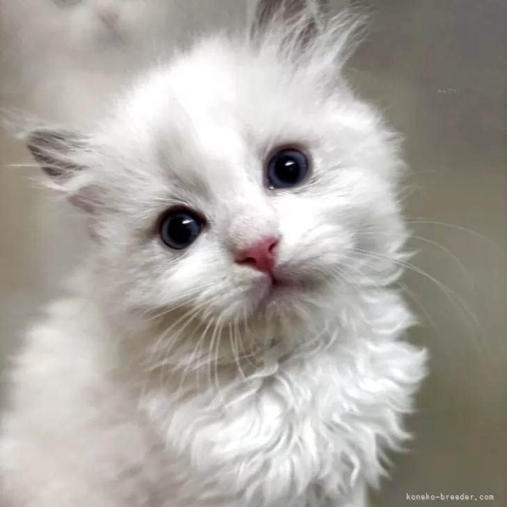 ID：2509-02096の子猫