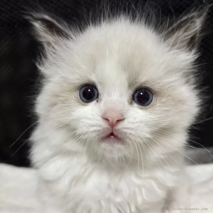 ID：2502-02370の子猫