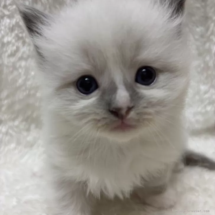 ID:2412-02761の子猫