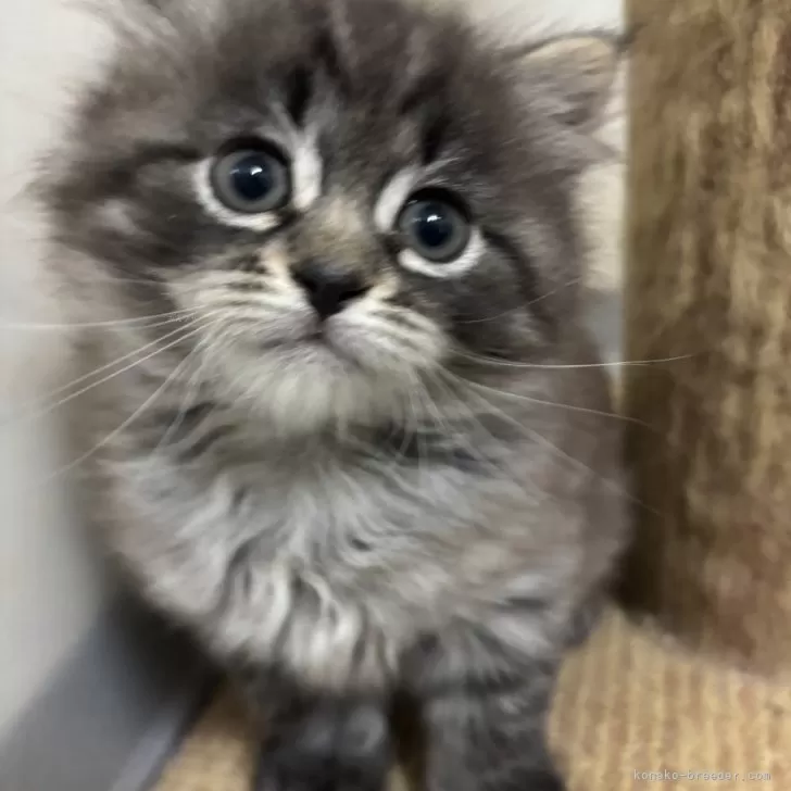 ID:2502-01159の子猫