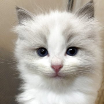 ラグドール【神奈川県・男の子・2025年10月18日・ブルーポイントバイカラー】の写真「可愛い男の子、チャンピオンベビー」