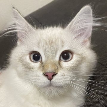 サイベリアン【神奈川県・女の子・2025年8月15日・ブルーリンクスポイント】の写真「可愛い女の子、チャンピオンベビー」