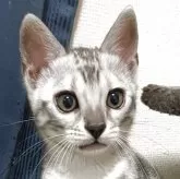 ベンガル
