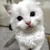 ラグドール【神奈川県・男の子・2025年8月3日・ブルーポイントバイカラー】の写真2