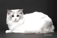 ラグドール【神奈川県・男の子・2025年8月3日・ブルーポイントバイカラー】の写真4「パパです。ブルーポイントバイカラー」