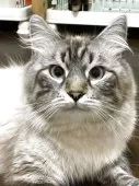 サイベリアン【神奈川県・男の子・2025年8月15日・クリームクラシックタビー】の写真4「パパです。シールリンクスポイント」