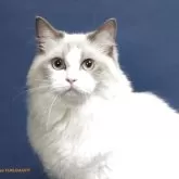 ラグドール【神奈川県・男の子・2025年8月3日・ブルーポイントバイカラー】の写真5「ママです。ブルーポイントバイカラー」