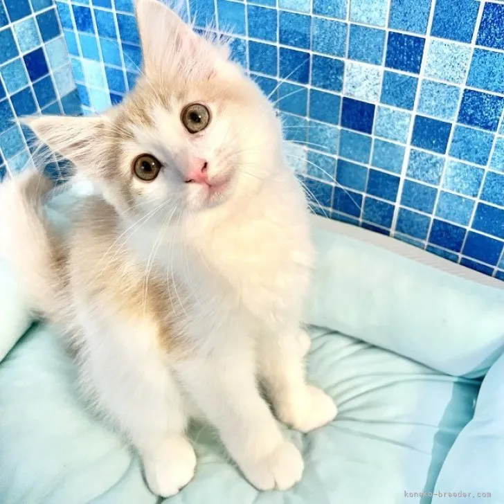 ID：2307-01992の子猫