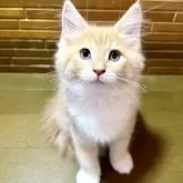 ノルウェージャンフォレストキャット