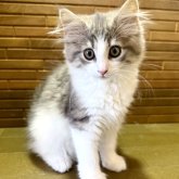 ノルウェージャンフォレストキャット