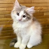 ノルウェージャンフォレストキャット