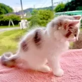 ノルウェージャンフォレストキャット【茨城県・女の子・2025年5月16日・ダイリュートキャリコ】の写真4
