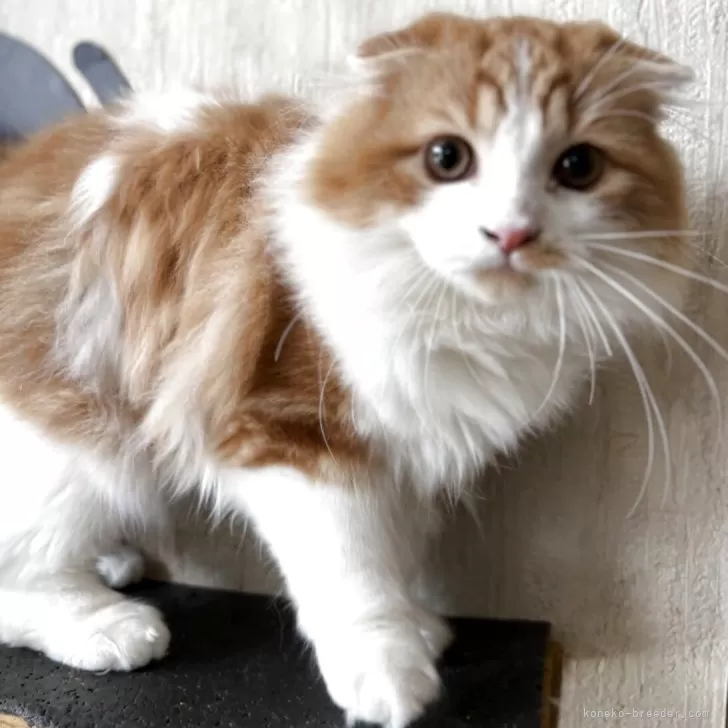 ID：2505-01766の子猫