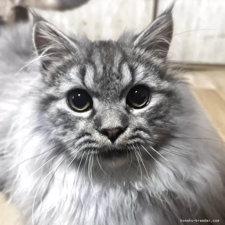 R.K 様のお迎えした子猫