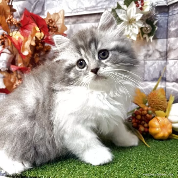 スコティッシュフォールド(立ち耳)【宮城県・女の子・2025年9月4日・シルバータビー&amp;ホワイト】の写真1「兄妹達とよく遊び、よく食べ元気に成長中です🌸」