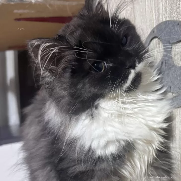 ID：2411-02193の子猫