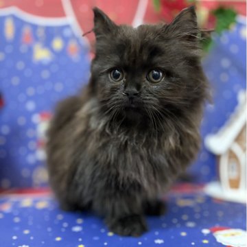 スコティッシュフォールド(立ち耳)【宮城県・女の子・2025年10月4日・ブラックスモーク】の写真「元気いっぱい！おてんばさんな女の子🌻」