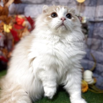 スコティッシュフォールド(折れ耳)【宮城県・男の子・2025年6月15日・クリームタビー&ホワイト】の写真「人気色クリームカラーの男の子🐾」