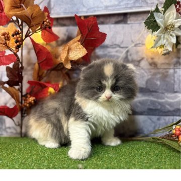 スコティッシュフォールド(折れ耳)【宮城県・女の子・2025年9月28日・ダイリュートキャリコ】の写真「元気いっぱい！おてんばさんな女の子🌻」