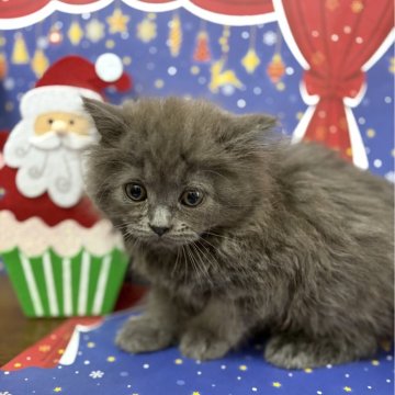 スコティッシュフォールド(立ち耳)【宮城県・男の子・2025年10月4日・ブルー】の写真「元気いっぱい！遊ぶの大好き男の子」