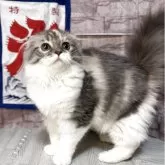 スコティッシュフォールド(折れ耳)
