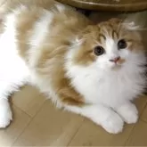 スコティッシュフォールド(折れ耳)