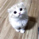 スコティッシュフォールド(折れ耳)