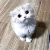 スコティッシュフォールド(折れ耳)