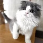 スコティッシュフォールド(折れ耳)