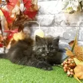 スコティッシュフォールド(立ち耳)