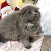 スコティッシュフォールド(折れ耳)