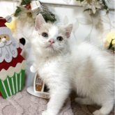 スコティッシュフォールド(立ち耳)