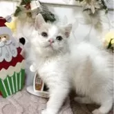 スコティッシュフォールド(立ち耳)